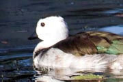 Cotton Pygmy-goose (Nettapus coromandelianus)